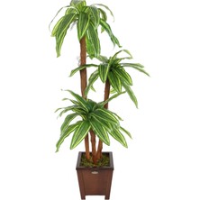 Yapay Çiçek Deposu Yapay Ağaç 3 Gövdeli Cordyline 140 cm Yeşil-Sarı Çizgili

