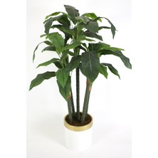 Yapay Çiçek Deposu Yapay Kaliteli Ağaç 5 Gövdeli Massengena (Massengena Plant) 150 Cm
