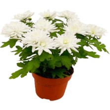 Fidanova Kasımpatı Ithal Beyaz