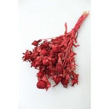 Yapay Çiçek Deposu Kuru Çiçek Kartamus Bordo
