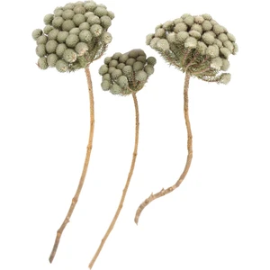 Yapay Çiçek Deposu Doğal Brunia Çiçekli Branch Dal 3 Adet (Kod 622)
