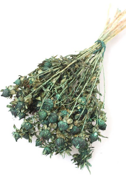 Kuru Çiçek Kartamus Yeşil