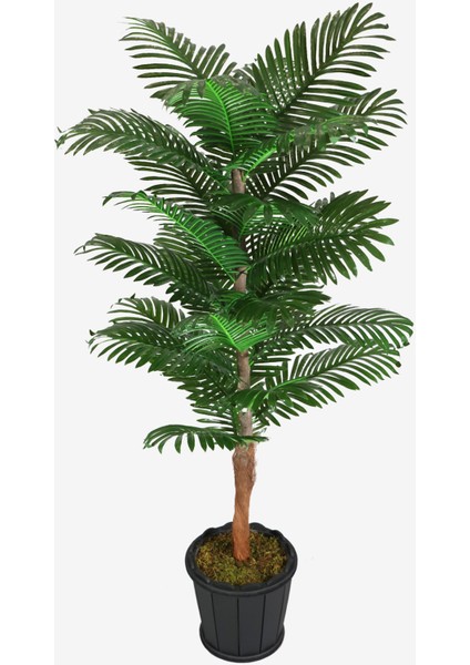 Oval Saksıda Areka Ağacı 24 Yapraklı 180 Cm