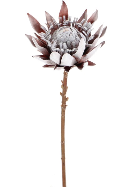 Yapay Protea Bitkisi 52 cm Gri-Kızıl