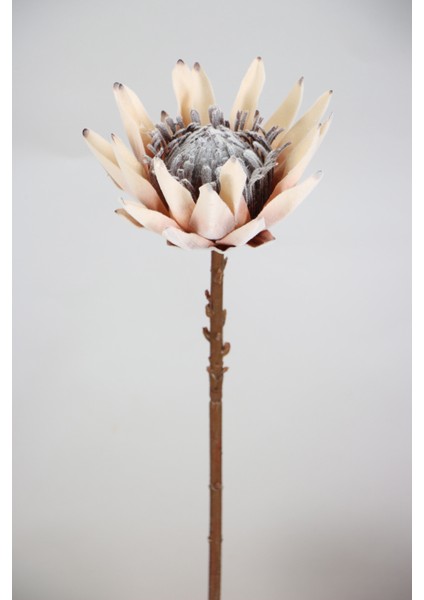 Yapay Protea Bitkisi 52 cm Krem