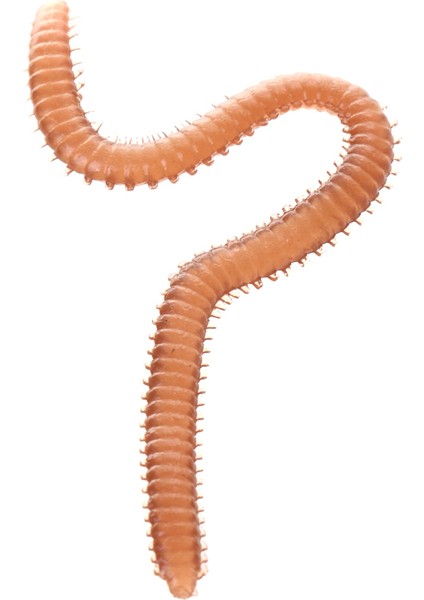 Bir Kutu Toprak Solucanı Yumuşak Lures, Büyük Taklit Aromalı ve Kokulu 20G Yemler Yemler(Yurt Dışından) fiyatları