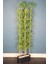 Dekoratif Saksıda Kırçıllı Yaprak 5 Çubuklu Bambu Seperatör (20X50X200CM) 1