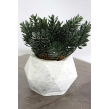 Yapay Çiçek Deposu Beton Saksıda Yapay Masa Çiçeği Model 13