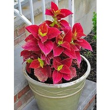 10-15 Adet Kırmızı Kolyos Çiçek Tohumu