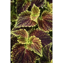 10 Adet Damarlı Kolyos (Yaprak Güzeli) Çiçek Tohumu