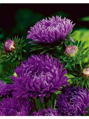 Gardenya Tohumculuk 15 Adet Mürdüm Uzun Boylu Şakayık Aster Çiçek Tohum