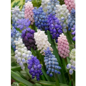 Gardenya Tohumculuk 5 Adet Mix Muscari (Üzüm Sümbülü) Çiçek Soğanı