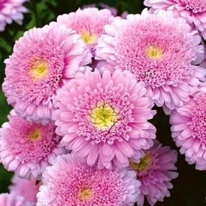 Gardenya Tohumculuk 15 Adet Şeker Pembesi Çift Çiçekli Aster Çiçek Tohum