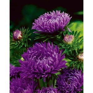 Gardenya Tohumculuk 15 Adet Mürdüm Uzun Boylu Şakayık Aster Çiçek Tohum