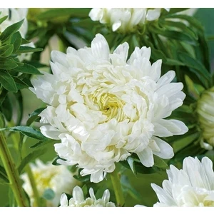 Gardenya Tohumculuk 15 Adet Beyaz Uzun Boylu Şakayık Aster Çiçek Tohum