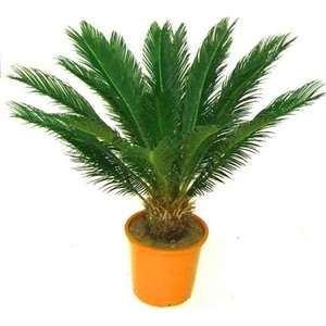 Gardenya Tohumculuk 5 Adet Sikas Palmiye Ağacı Tohumu