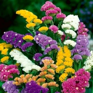 Gardenya Tohumculuk 15 Adet Karışık Renk Limonium Statice Çiçek Tohumu