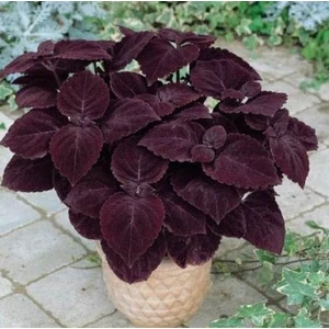 Gardenya Tohumculuk 10 Adet Bordo Renk Kolyos (Yaprak Güzeli) Çiçek Tohumu