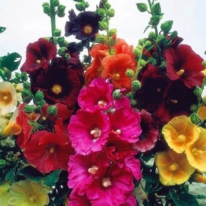 10 Adet Karışık Renkli Gül Hatmi Çiçeği Tohumu