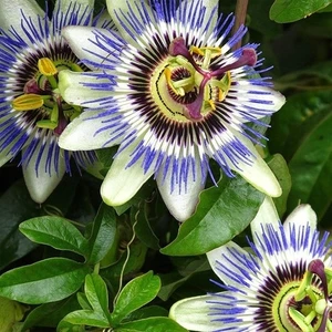 (15-20 Adet) Passiflora Çarkıfelek Çiçeği Tohumu