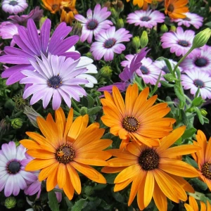 Gardenya Tohumculuk 15-20 Adet Bodrum Papatyası Çiçeği Tohumu