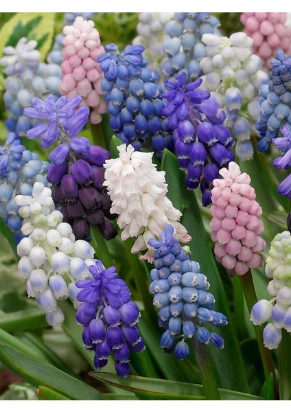 5 Adet Mix Muscari (Üzüm Sümbülü) Çiçek Soğanı