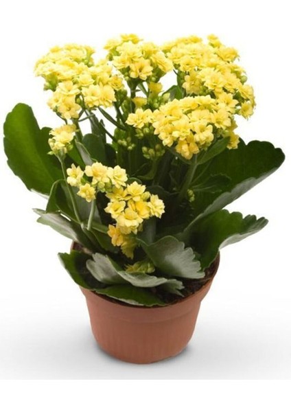 Güneş Renk Canlı Kalonchoe (Kalanşo) Çiçeği