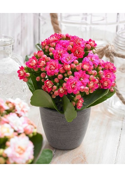 Açık Pembe Canlı Kalanchoe Çiçeği Saksılı Ithal