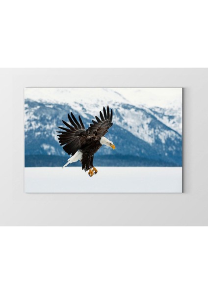 Kartal Tablosu-Çerçevesiz - 50 x 90
