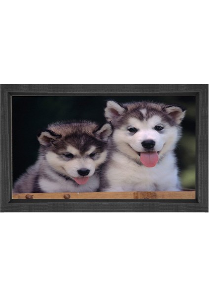 Kurt Köpekleri Tablosu-Siyah Ahşap Çerçeve - 50 x 70