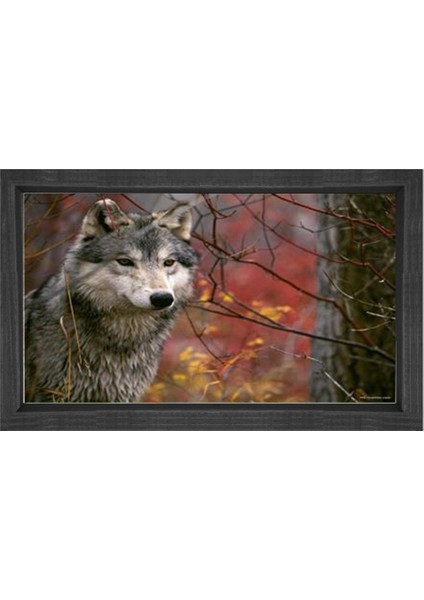Kurt Tablosu-Siyah Ahşap - 40 x 60