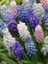 10 Adet Karışık Muscari (Üzüm Sümbülü) Çiçek Soğanı 1