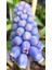 3 Adet Cornflower Renk Muscari (Üzüm Sümbülü) Çiçek Soğanı 1