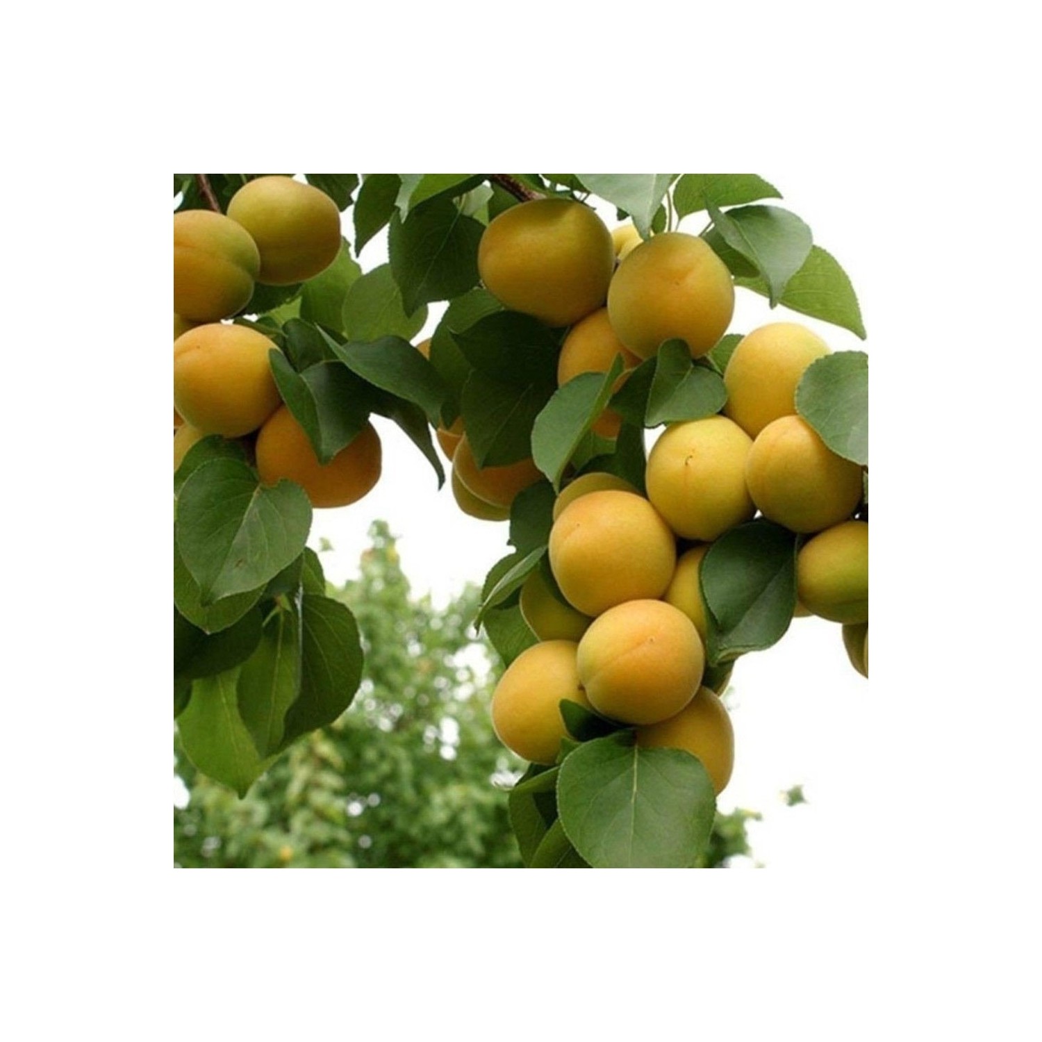 Çermik Fidancılık ( 7 Adet ) Aşılı Iğdır Şalak Kayısı Fidanı Fiyatı