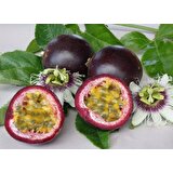Yavuz Fidancılık Passiflora Edulis (Passion Fruit, Aşk Meyvesi, Çarkıfelek) Fidanı