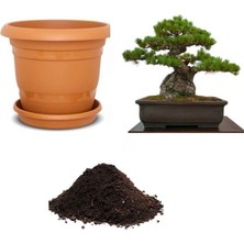 Serdar Çam Tohumculuk Ithal Fıstık Çamı Bonsai Ağacı Tohumu Ekim Seti