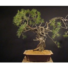 Serdar Çam Tohumculuk Ithal Fıstık Çamı Bonsai Ağacı Tohumu Ekim Seti