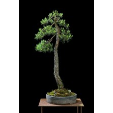 Serdar Çam Tohumculuk Ithal Fıstık Çamı Bonsai Ağacı Tohumu Ekim Seti