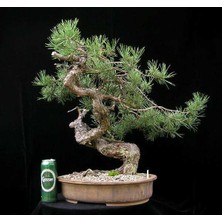 Serdar Çam Tohumculuk Ithal Fıstık Çamı Bonsai Ağacı Tohumu Ekim Seti