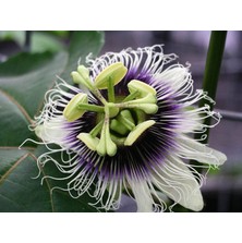 Yavuz Fidancılık Passiflora Edulis (Passion Fruit, Aşk Meyvesi, Çarkıfelek) Fidanı