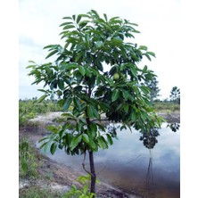 Yavuz Fidancılık Black Sapote (Çikolata Meyvesi Ağacı) Fidanı