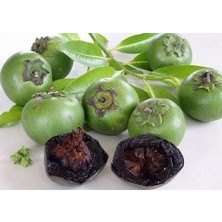 Yavuz Fidancılık Black Sapote (Çikolata Meyvesi Ağacı) Fidanı