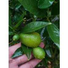 Köyceğiz Bitki Dünyası Limequat Fidanı (Limon-Kumkuat)