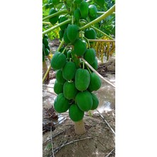 İstanbulmuz Tüplü (60-115 Cm) Ağaç Kavunu Papaya Fidanı