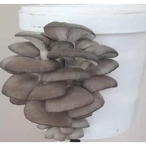 18 Lt Kovada Istiridye Mantarı (Hazır Kompost)