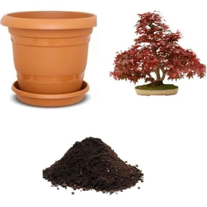 Serdar Çam Tohumculuk Ithal Flamingo Bonsai Ağacı Tohumu Ekim Seti