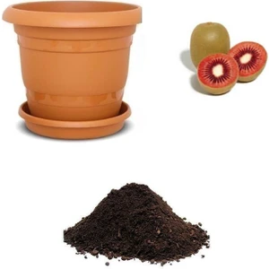 Serdar Çam Tohumculuk Nadir Kırmızı Kivi Tohumu Ekim Seti