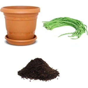 Serdar Çam Tohumculuk Nadir Uzun Çin Fasulyesi Tohumu Ekim Seti