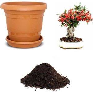 Serdar Çam Tohumculuk Nadir Kahve Ağacı Bonsai Tohumu Ekim Seti