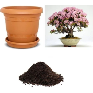Serdar Çam Tohumculuk Nadir Pembe Zakkum Bonsai Ağacı Tohumu Ekim Seti